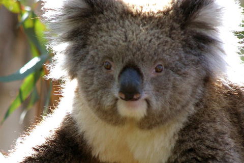 Melbourne Super Saver: Great Ocean Road + Phillip Island + Attraction Pass - Accommodation Rockhampton 3