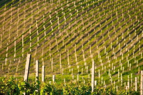 Melbourne Super Saver: Great Ocean Road + Mornington Peninsula + Attraction Pass - Accommodation Rockhampton 1