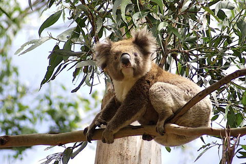 Melbourne Super Saver: Great Ocean Road + Wilsons Promontory + Attraction Pass - Accommodation Rockhampton 3
