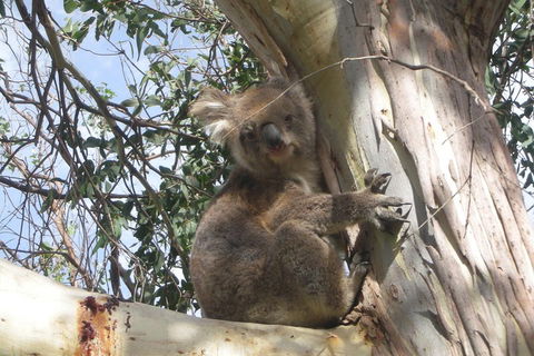 Small-Group Great Ocean Road Classic Day Tour From Melbourne - Accommodation Rockhampton 1
