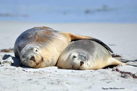NEW TOUR - Kangaroo Island Road To Recovery Tour (1 Day/1 Night) - Accommodation Rockhampton 1