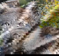 Kuranda Koala Gardens and Birdworld Admission Tickets - Accommodation Rockhampton