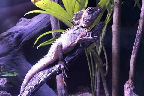 Cairns Aquarium Admission Ticket - Accommodation Rockhampton 0