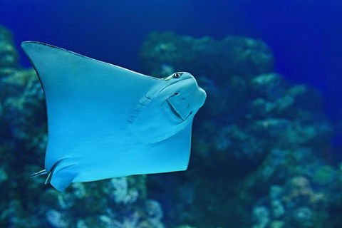 Cairns Aquarium Admission Ticket - Accommodation Rockhampton 2