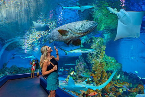 Cairns Aquarium Admission Ticket - Accommodation Rockhampton 3