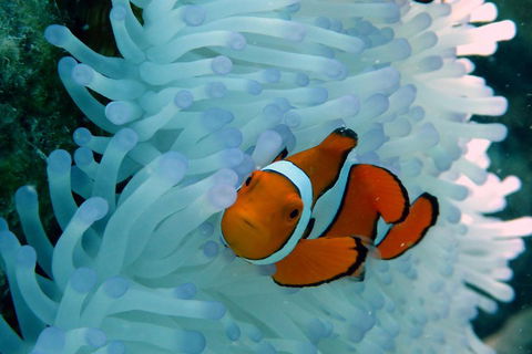 Seastar Luxury Outer Great Barrier Reef Island And Reef Tour From Cairns - Accommodation Rockhampton 0