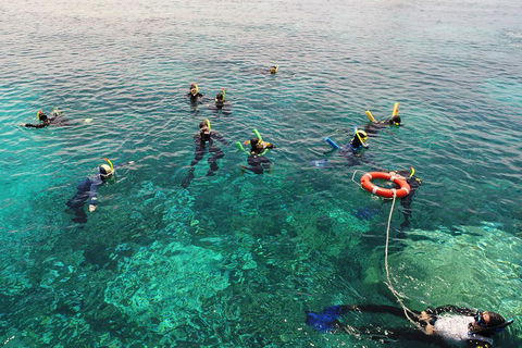 Seastar Luxury Outer Great Barrier Reef Island And Reef Tour From Cairns - Accommodation Rockhampton 2