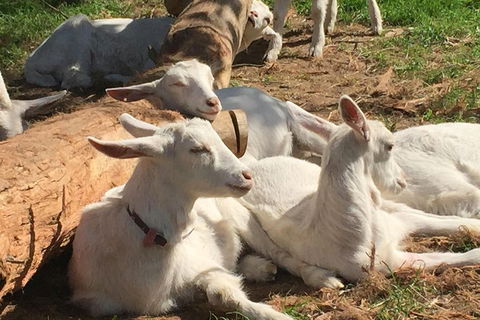 Mornington Peninsula Winery Tours With Cheese, Chocolate Tastings From Melbourne - Accommodation Rockhampton 0