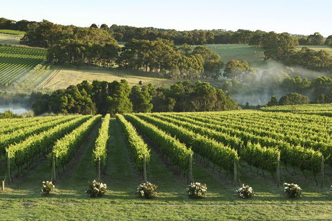 Mornington Peninsula Winery Tours With Cheese, Chocolate Tastings From Melbourne - Accommodation Rockhampton 4