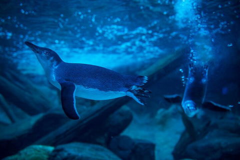 SEA LIFE Sunshine Coast Aquarium Entrance Ticket - Accommodation Rockhampton 1