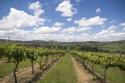 Hunter Valley Wine Tour From Sydney Incl Lunch, Cheese, Chocolate And Distillery - Accommodation Rockhampton 0