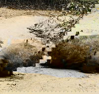 Phillip Island Penguin Parade Brighton Bathing Boxes and Wildlife Park Tour - Accommodation Rockhampton