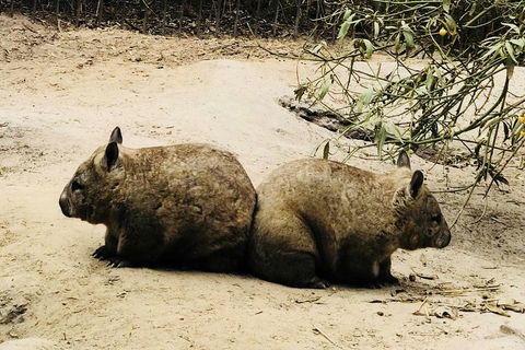 Phillip Island Penguin Parade, Brighton Bathing Boxes And Wildlife Park Tour - Accommodation Rockhampton 0