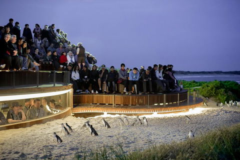 Phillip Island Penguin Parade, Brighton Bathing Boxes And Wildlife Park Tour - Accommodation Rockhampton 2