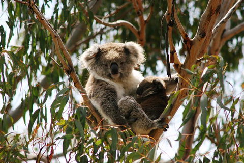 Phillip Island Penguin Parade, Brighton Bathing Boxes And Wildlife Park Tour - Accommodation Rockhampton 4