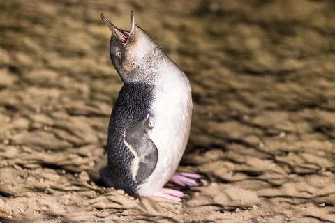 Phillip Island Penguin Parade, Brighton Bathing Boxes And Wildlife Park Tour - Accommodation Rockhampton 5