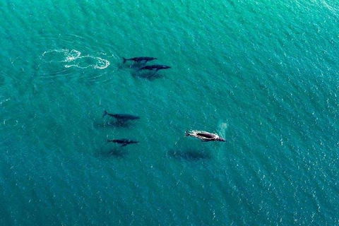 25-30 Minute Newcastle & Macquarie Helicopter Shared Flight - Accommodation Rockhampton 4
